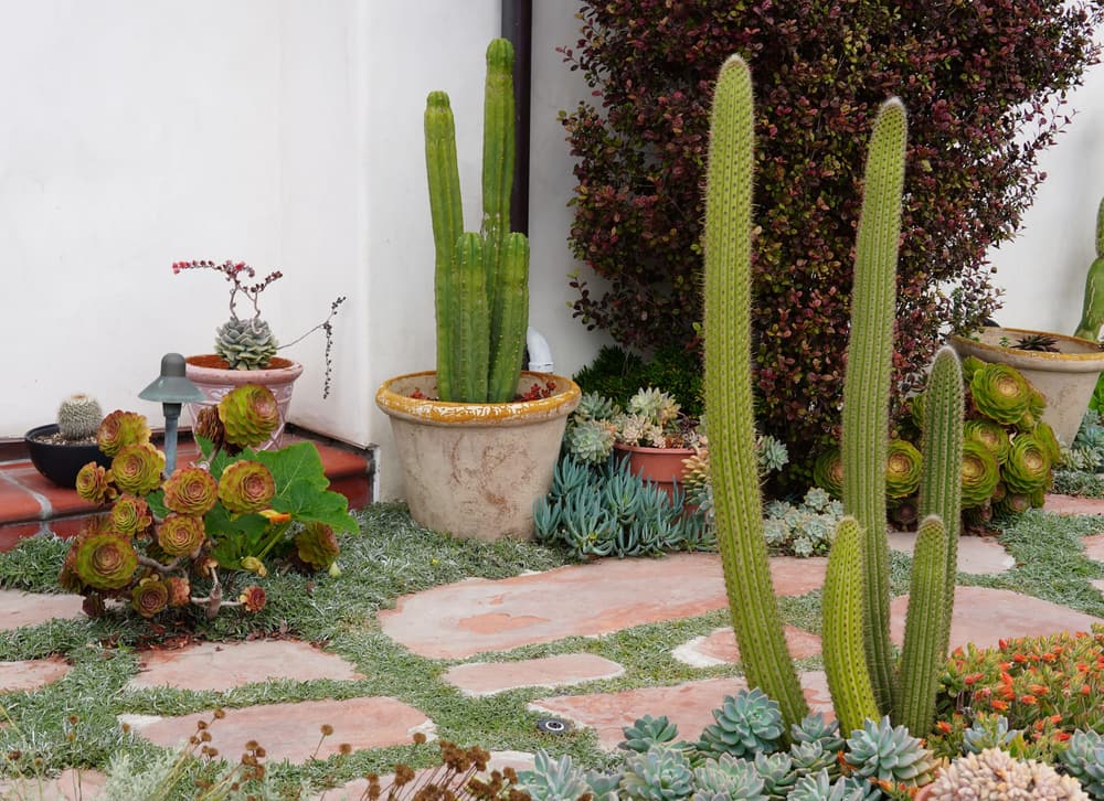 Cactus bed and flagstone path