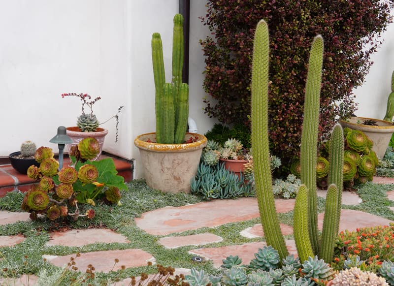Cactus bed and flagstone path