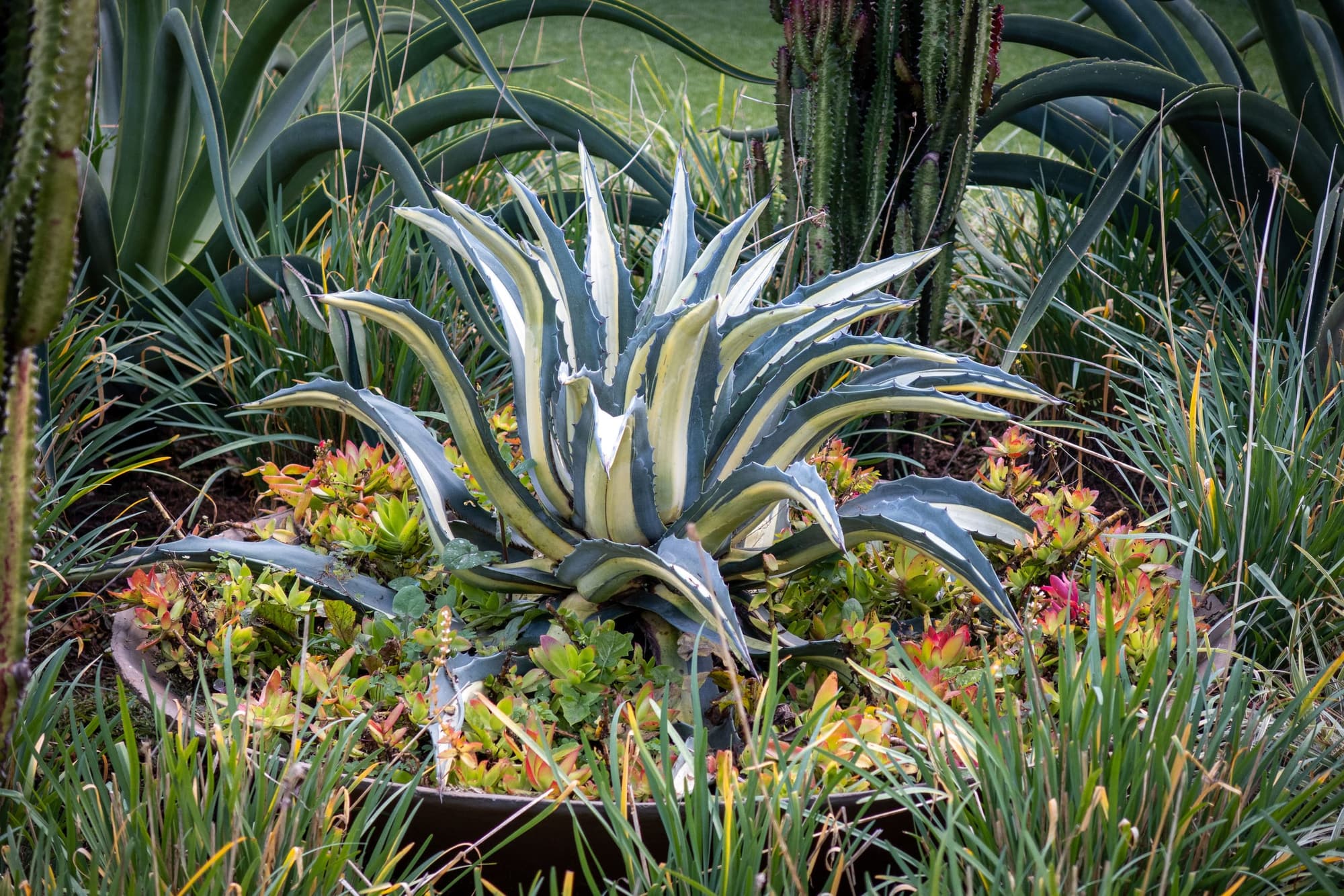 Variegated agave in a bed of grasses, succulents and cactus