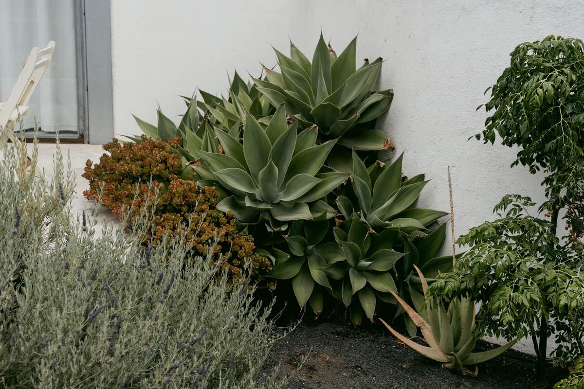 Foxtail agaves and lavender against a white wall