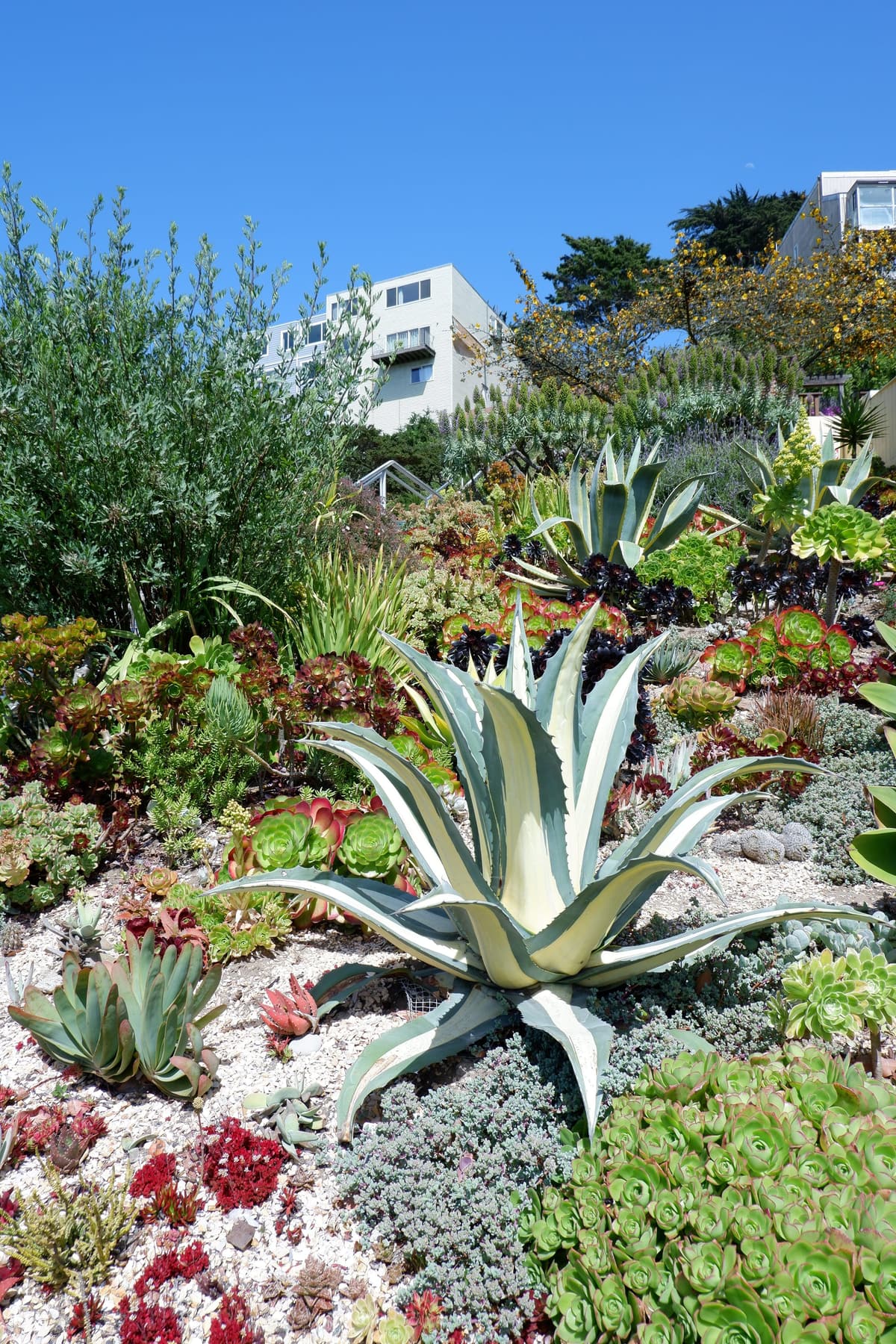 Agaves and succulents planted on a slope below a house