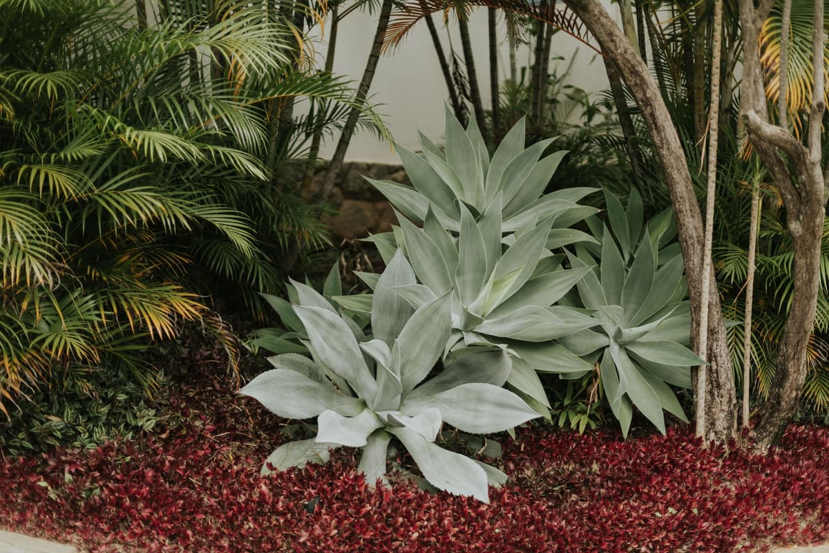 Foxtail agaves in a bed of red mulch under palms