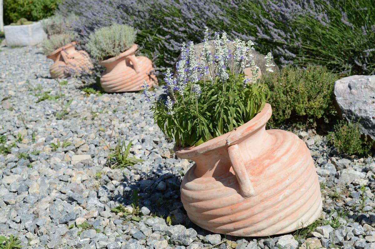 Gravel bed with lavender, a boulder and terracotta pots