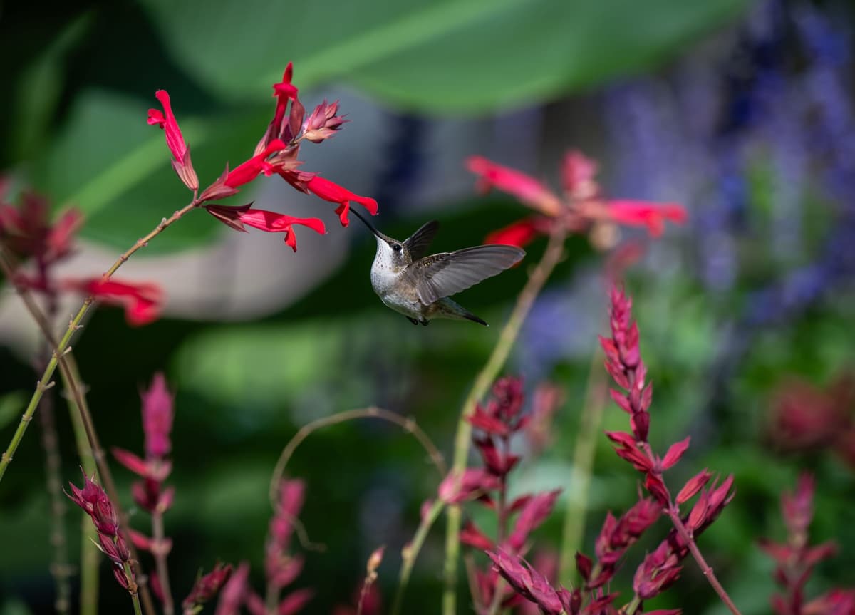 Hummingbird feeding at red salvia flowers