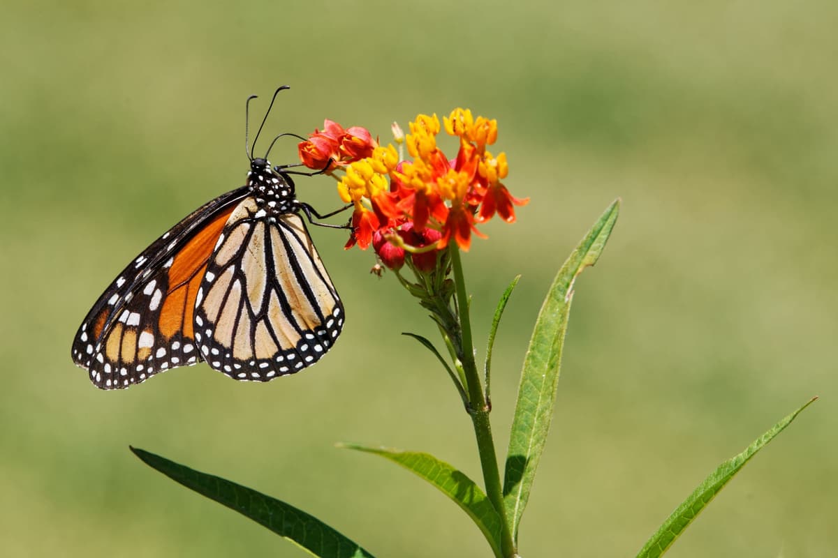 Monarch butterfly on milkweed flowers