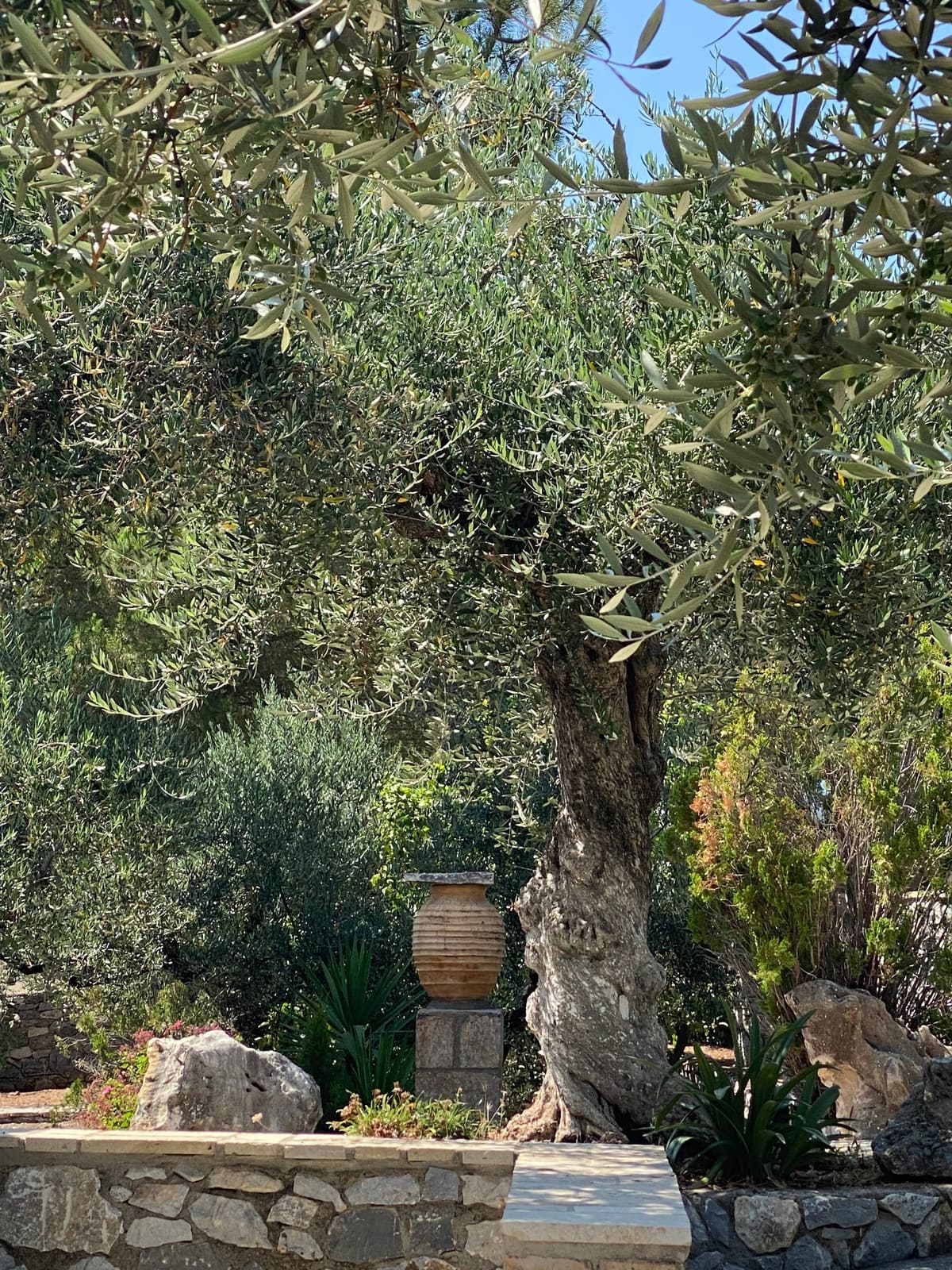 Old olive tree and a terracotta urn above a stone wall