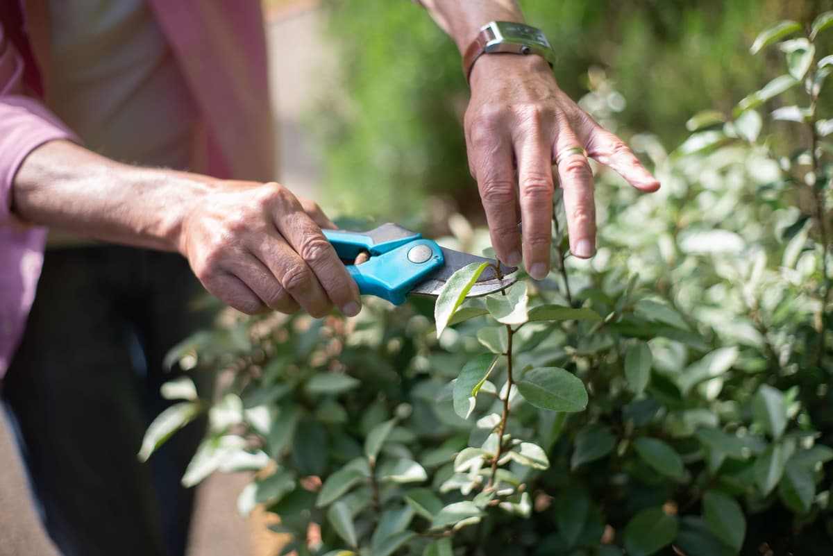 Hands trimming a shrub with pruners